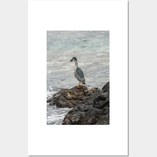 Black-crowned night heron of hawaii 7 Posters and Art